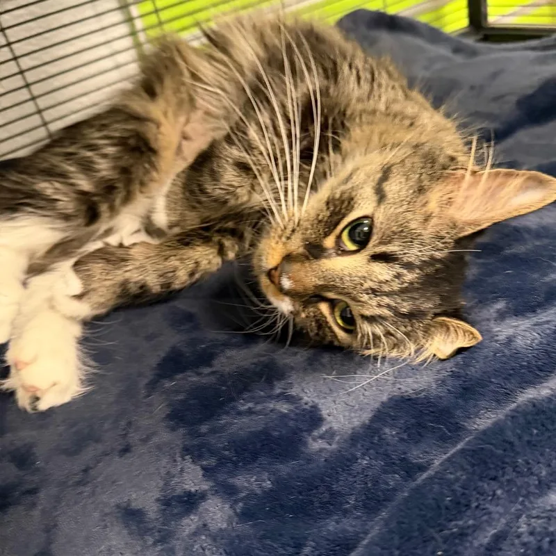 An adult medium-sized female Brown / Chocolate Domestic Medium Hair cat named Alice for adoption in Hampton Bays, NY
