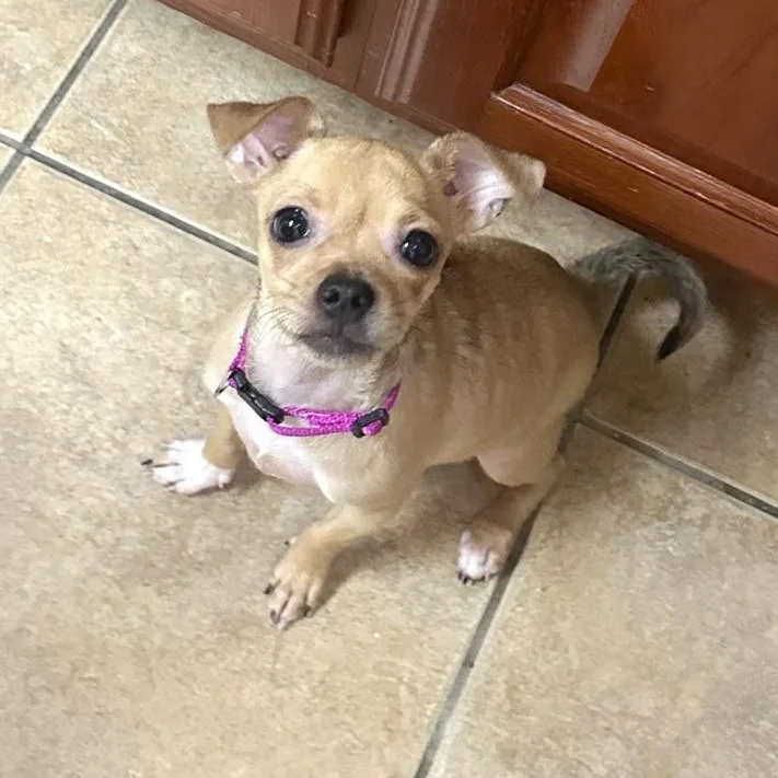 A baby small-sized female Chihuahua dog named Lolly for adoption in Corpus Christi, TX