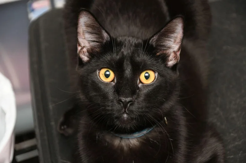 A young medium-sized male American Shorthair cat named Lionel for adoption in Naples, FL