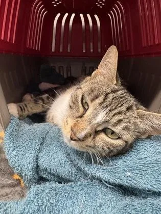 An adult medium-sized female Domestic Short Hair cat named Marble for adoption in West Chester, PA