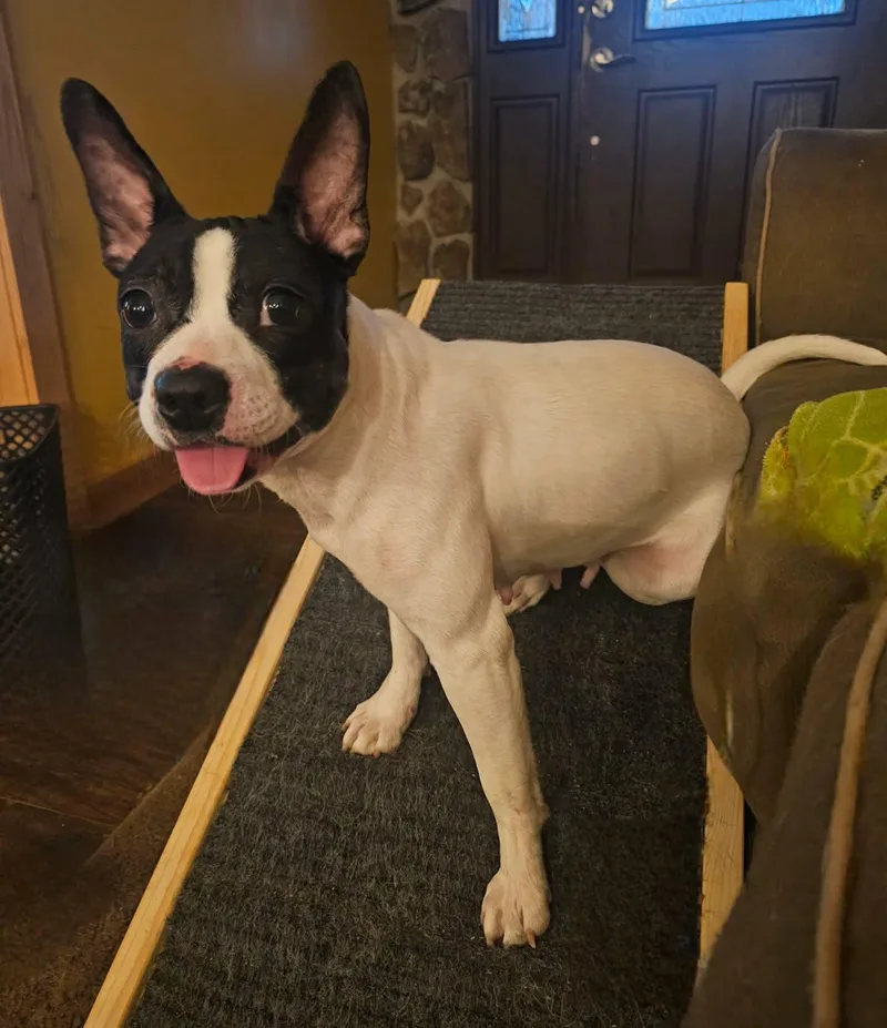 An adult small-sized female Boston Terrier dog named Helen for adoption in Fairmont, WV