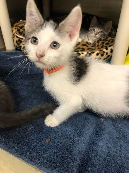 A baby small-sized male Domestic Long Hair cat named Ralph for adoption in Munster, IN