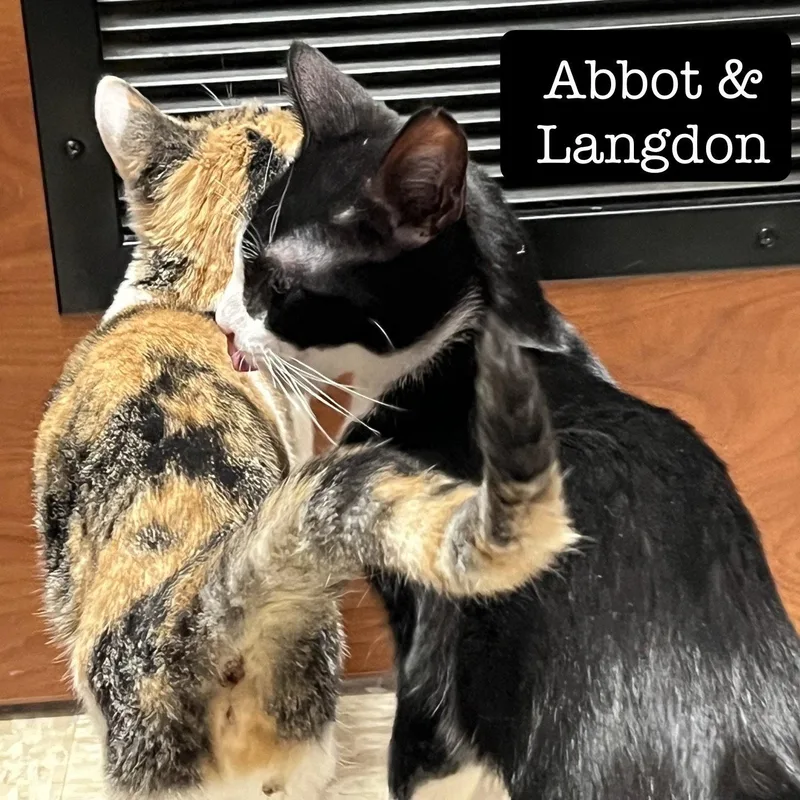 A young medium-sized female Domestic Short Hair cat named Abbot for adoption in Spring Lake, NJ