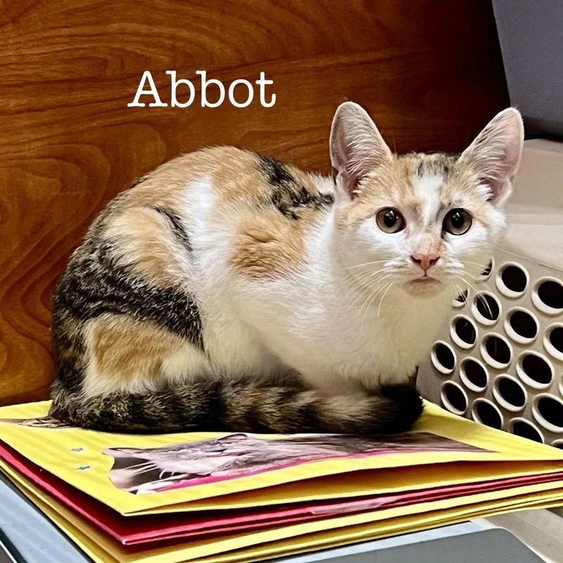 Abbot thumbnail 2