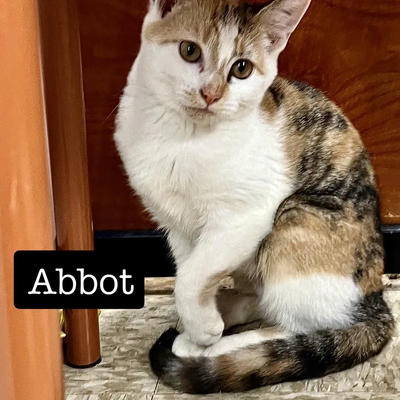 Abbot thumbnail 3