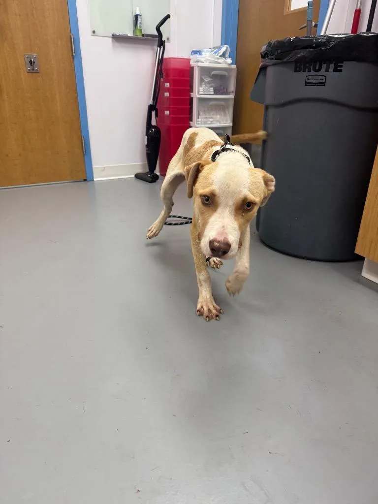 A young medium-sized male Pit Bull Terrier dog named Sandman for adoption in Hartsville, SC