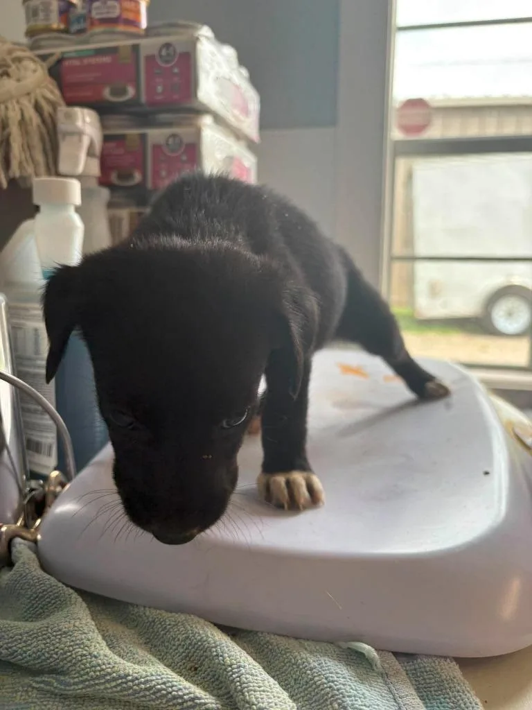 A baby small-sized female Labrador Retriever dog named Bumble for adoption in Lavonia, GA