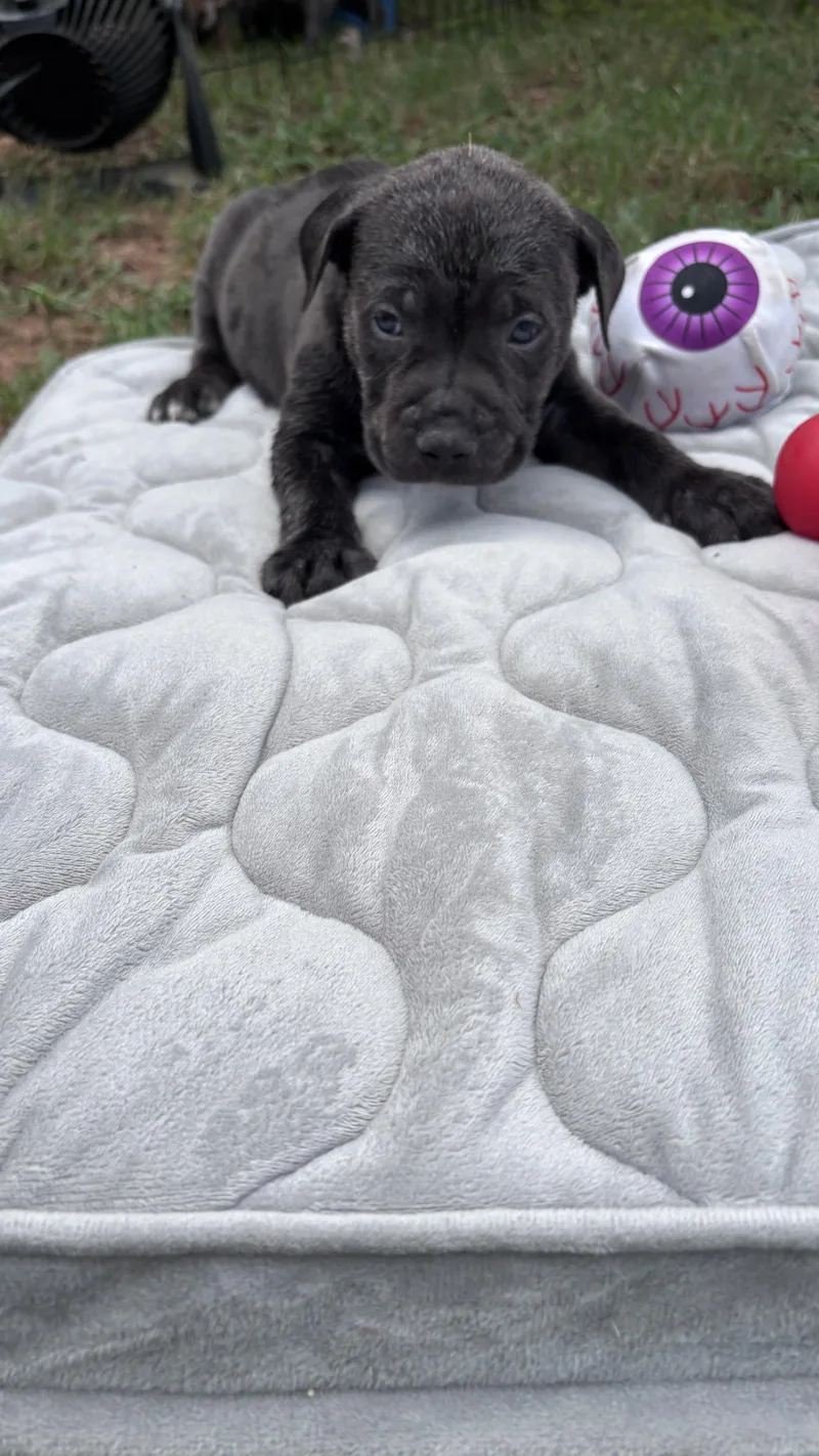 A baby medium-sized male American Staffordshire Terrier dog named Dumbo Cora's Litter for adoption in Holly Springs, NC