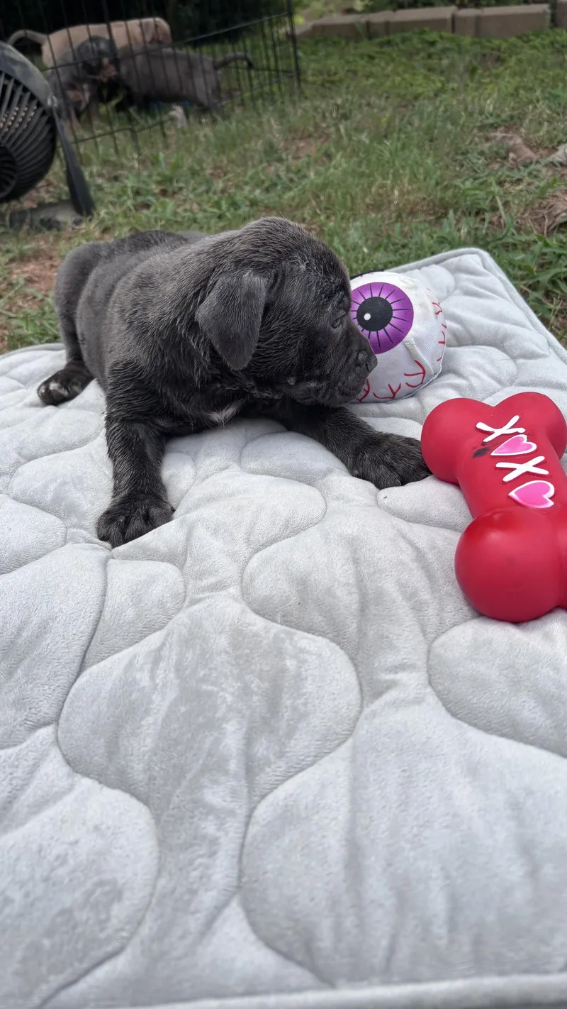 Dumbo  Cora's Litter thumbnail 2
