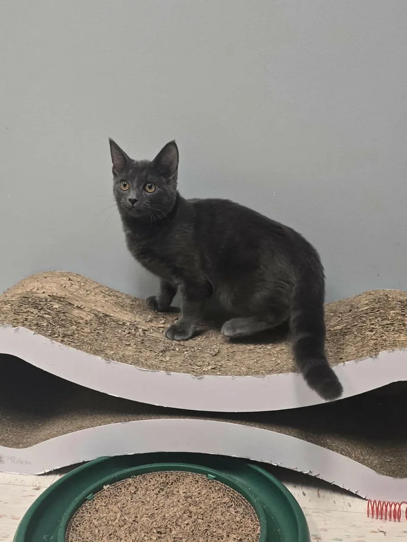 A baby medium-sized male Tabby (Gray / Blue / Silver) Domestic Short Hair cat named Moscato for adoption in Chambersburg, PA