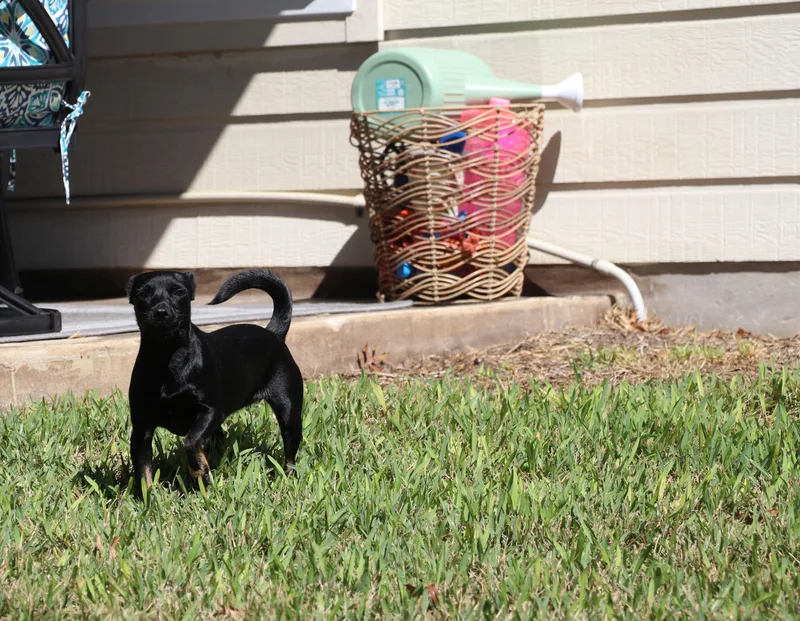 A young small-sized female Rat Terrier dog named Shadow Luna for adoption in Pflugerville, TX