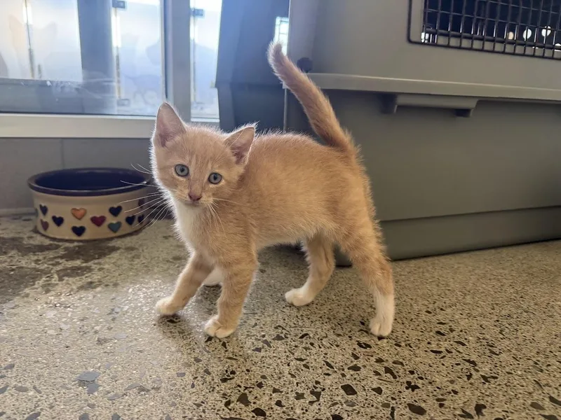 A baby medium-sized male Domestic Short Hair cat named Vijay for adoption in Berkeley, CA