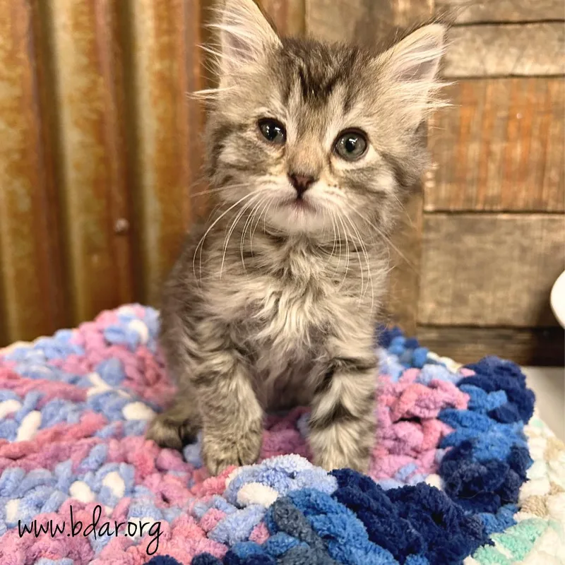 A baby small-sized female Brown / Chocolate Domestic Short Hair cat named Amethyst for adoption in Cheyenne, WY