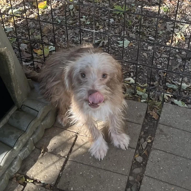 An adult medium-sized male Shih Tzu dog named Southport for adoption in Madison, WI