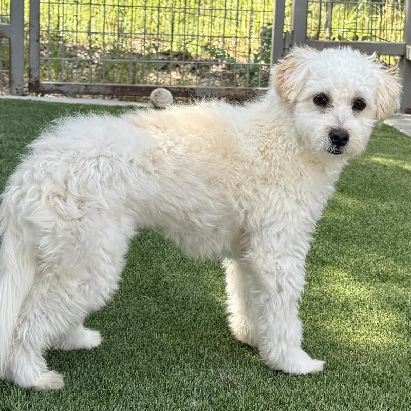 A young small-sized male Miniature Poodle dog named Hiccup for adoption in Hondo, TX