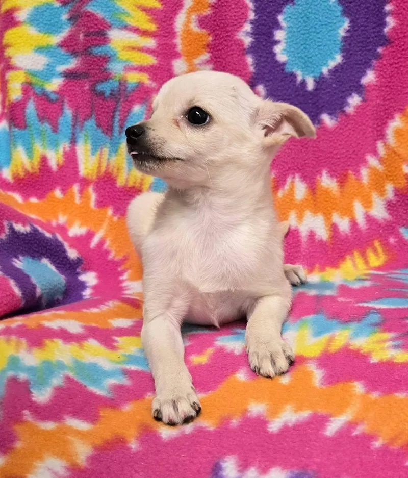 A baby small-sized female White / Cream Chihuahua dog named Marshmallow "pie" for adoption in Anderson, SC
