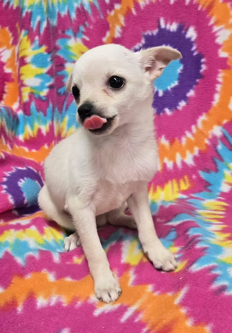 Marshmallow "pie" thumbnail 2