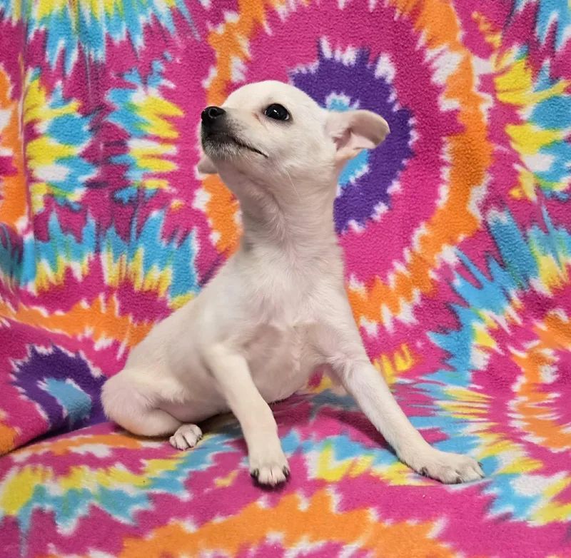 Marshmallow "pie" thumbnail 3