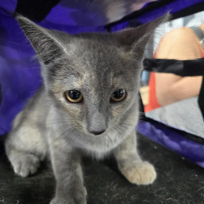 A baby small-sized female Gray / Blue / Silver Domestic Short Hair cat named Anubis for adoption in Newark, NJ
