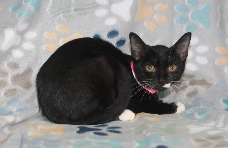 A baby medium-sized female Black & White / Tuxedo Domestic Short Hair cat named Chino for adoption in Prattville, AL