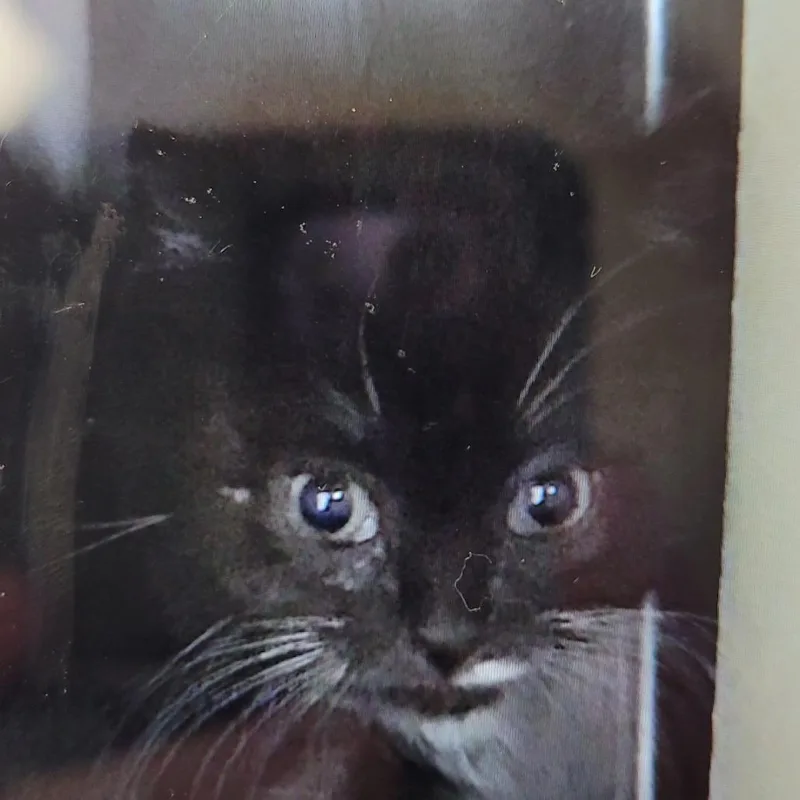 A baby small-sized male Black Domestic Short Hair cat named Buck Cluck for adoption in Newark, NJ