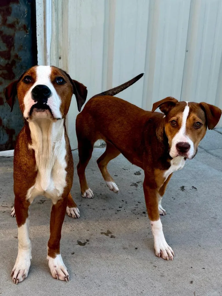 A young medium-sized female Foxhound dog named Julie for adoption in Muskegon, MI
