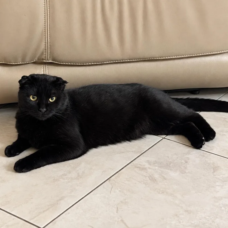 An adult large-sized male Black Bombay cat named Slinky for adoption in Miami, FL