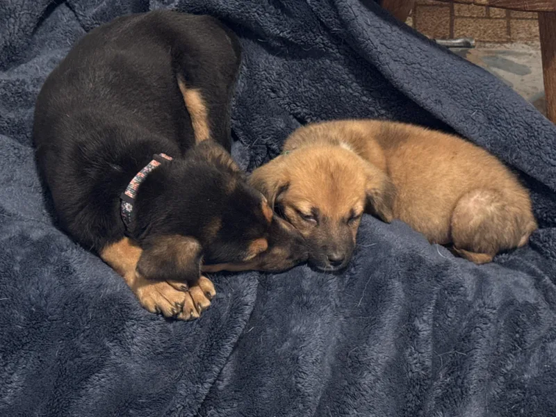 A baby large-sized male German Shepherd Dog dog named Bitters for adoption in Folkston, GA