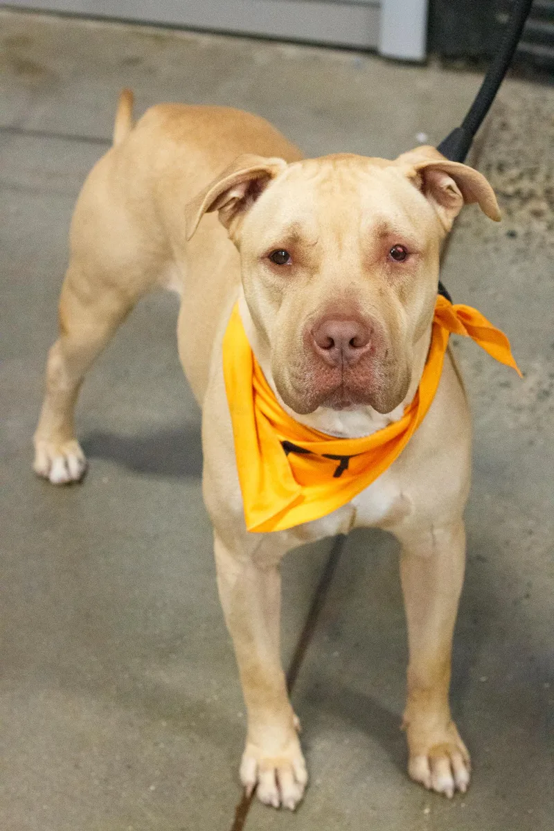 A young medium-sized male Pit Bull Terrier dog named Driver for adoption in Hamilton, NJ