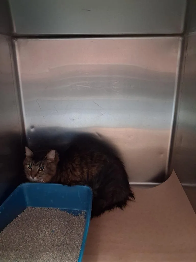 A young large-sized male Domestic Medium Hair cat named Ponyo for adoption in Cartersville , GA