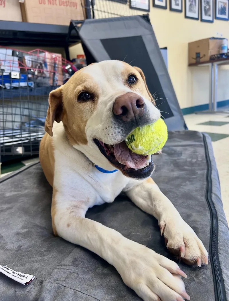 An adult large-sized male Mixed Breed dog named Brody for adoption in St. Joseph, MI