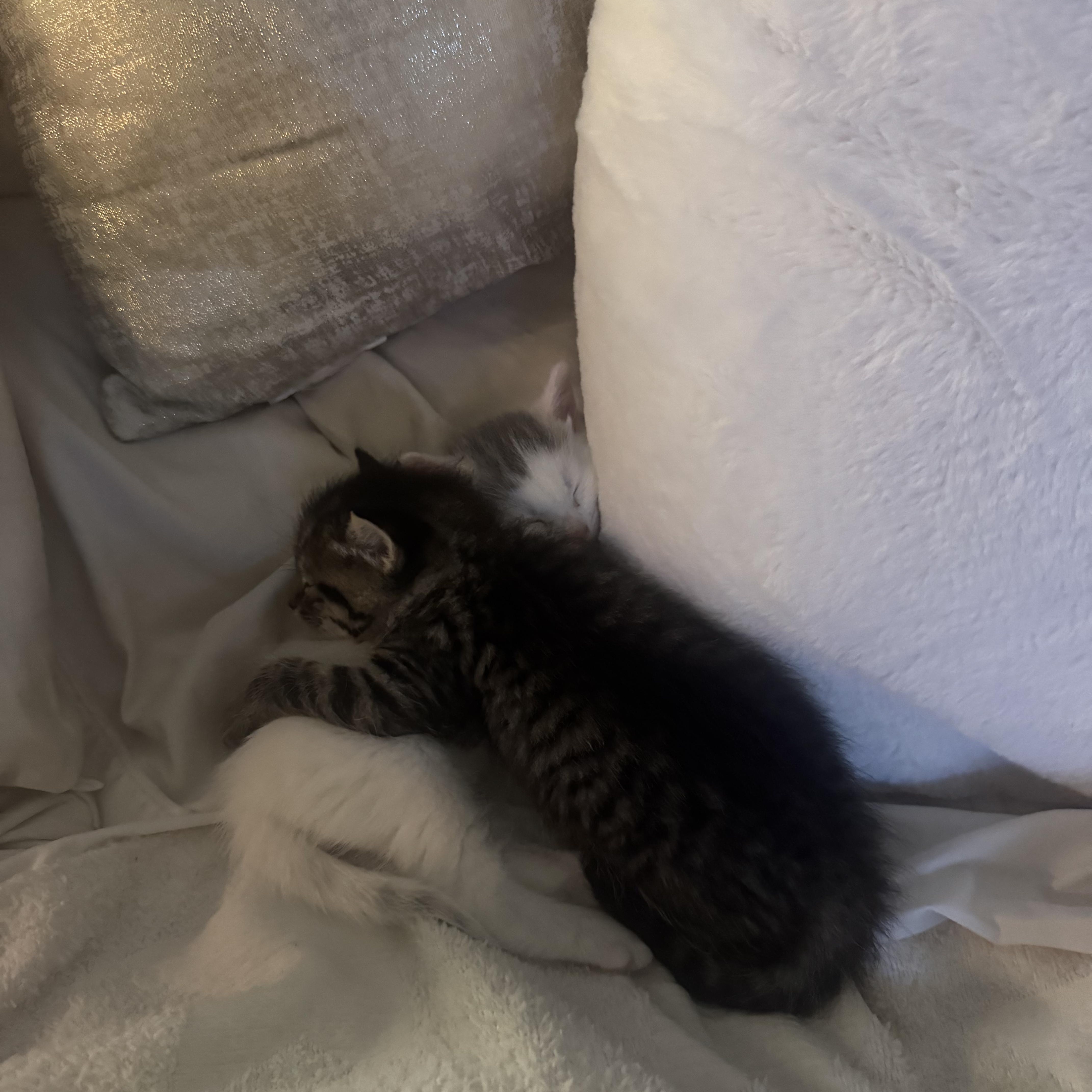 A baby medium-sized male Tabby (Brown / Chocolate) Tabby cat named Almond Milk for adoption in Columbia, SC