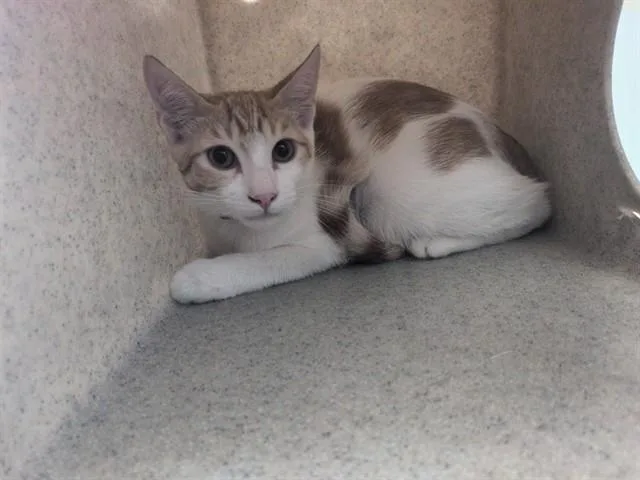 A baby small-sized male Domestic Short Hair cat named Chevy for adoption in Lancaster, CA