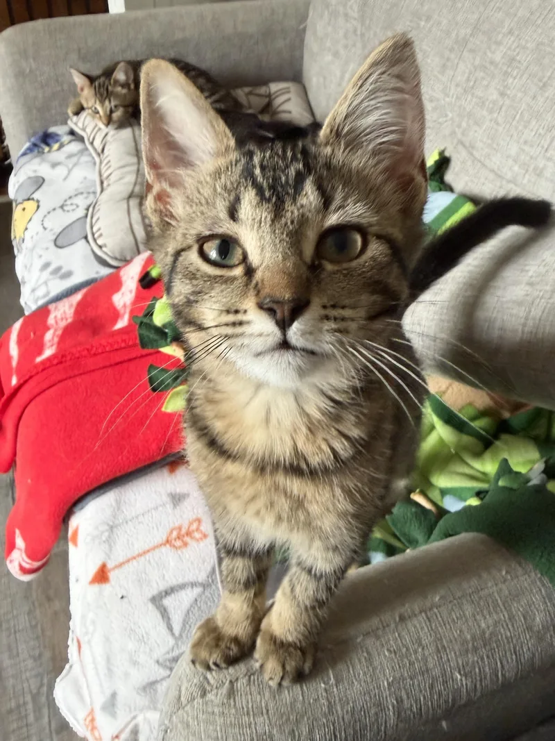 A baby medium-sized female Domestic Short Hair cat named Donna for adoption in South Lyon, MI