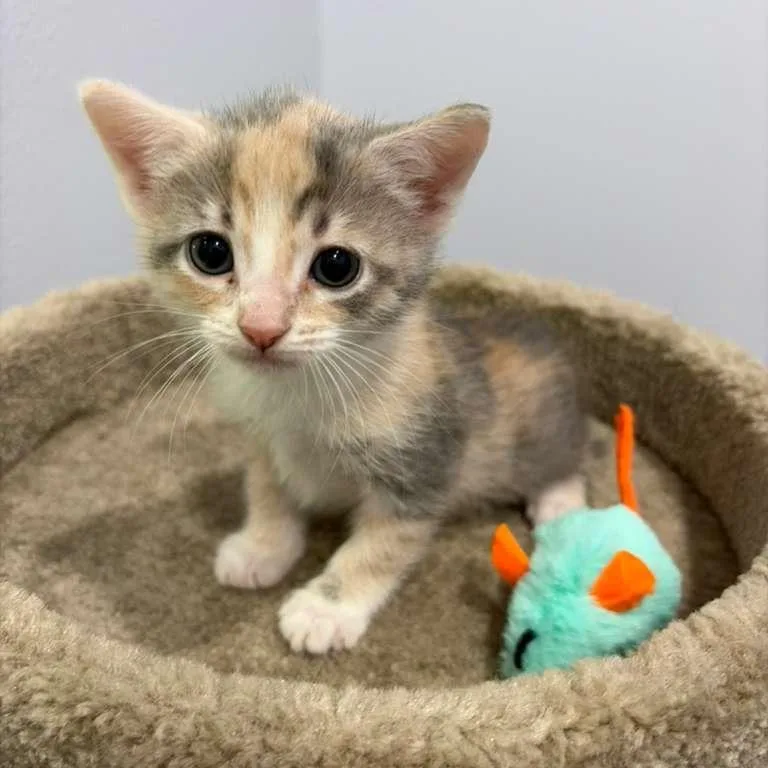 A baby small-sized female Calico Domestic Short Hair cat named Cairo for adoption in Harlingen, TX