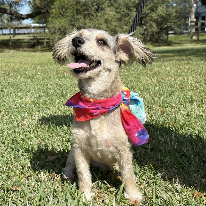 Rufus Happy Go Lucky! thumbnail 3