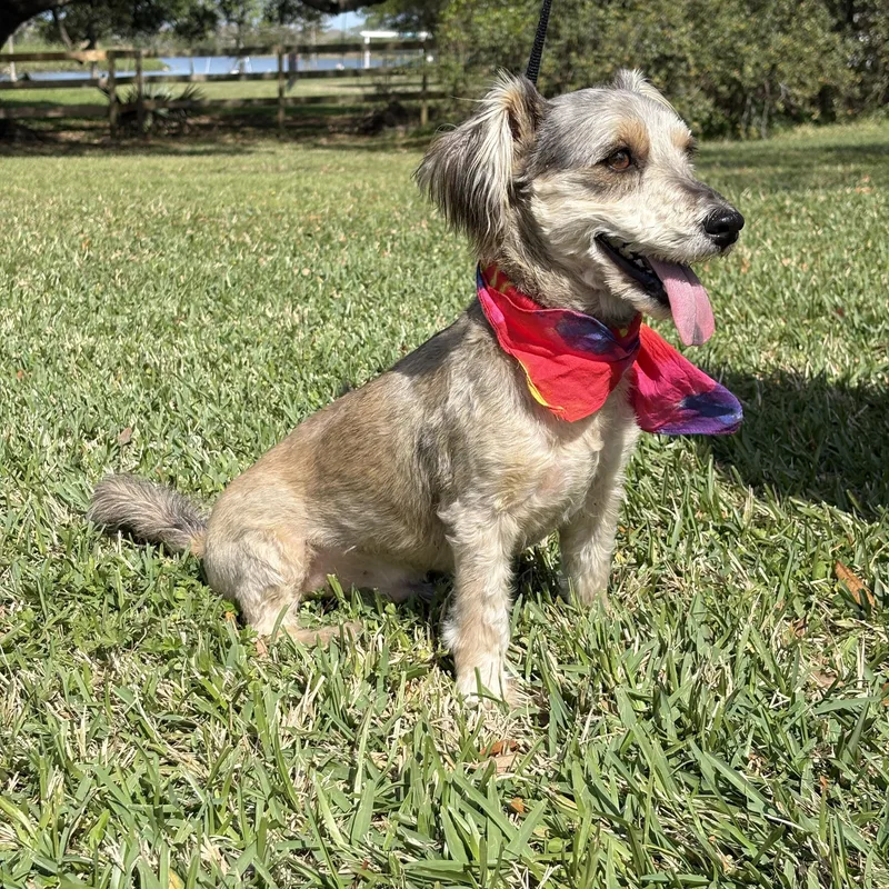 Rufus Happy Go Lucky! thumbnail 5