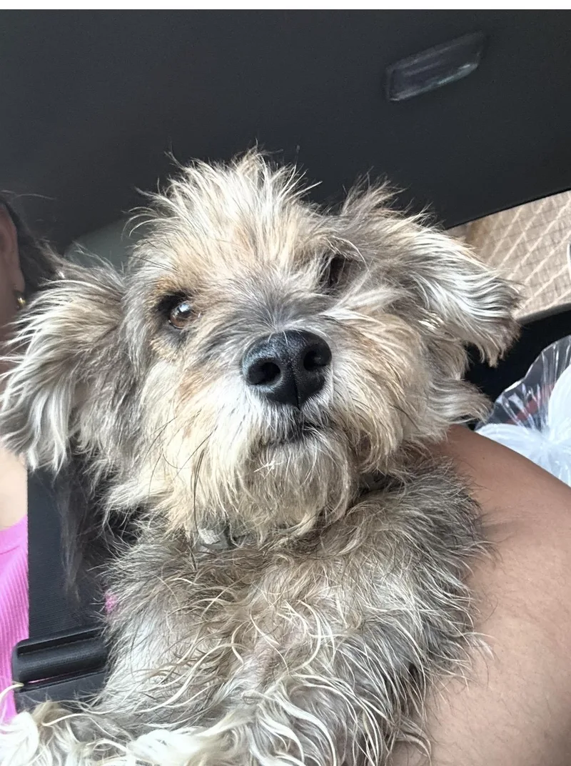 A young small-sized male Sable Yorkie Poo dog named Rufus Happy Go Lucky! for adoption in Cypress, TX