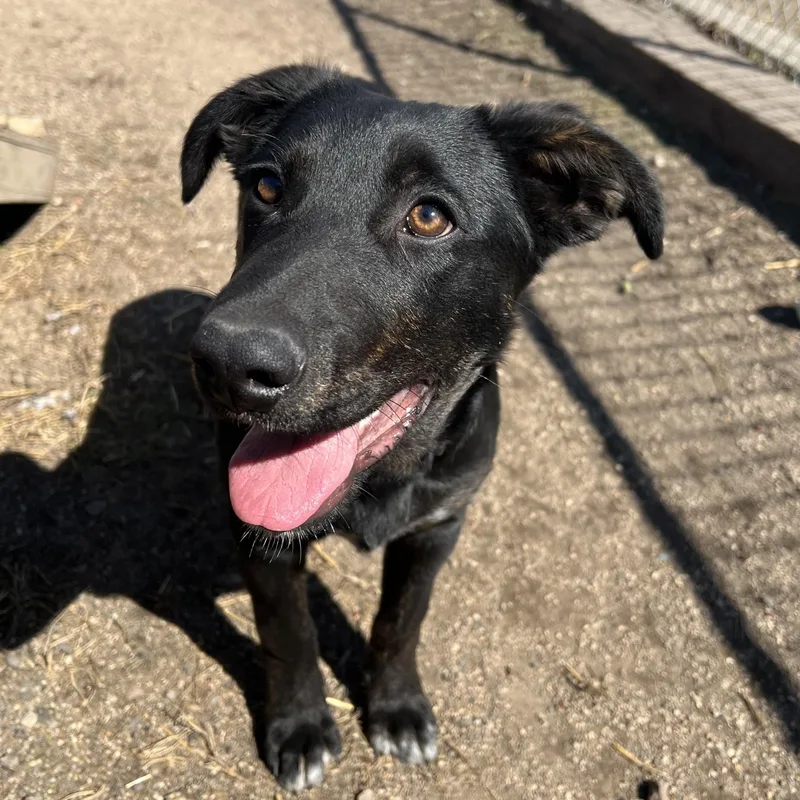 Checkers thumbnail 2