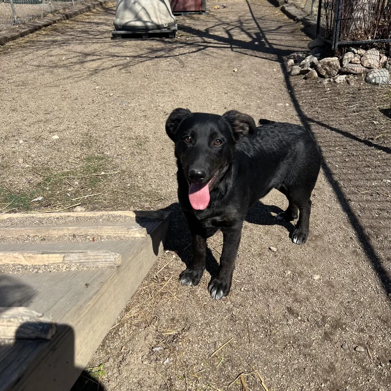 Checkers thumbnail 3