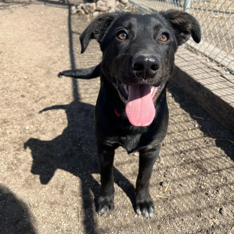 Checkers thumbnail 4