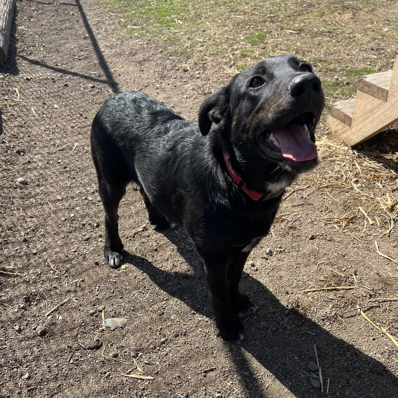 Checkers thumbnail 5