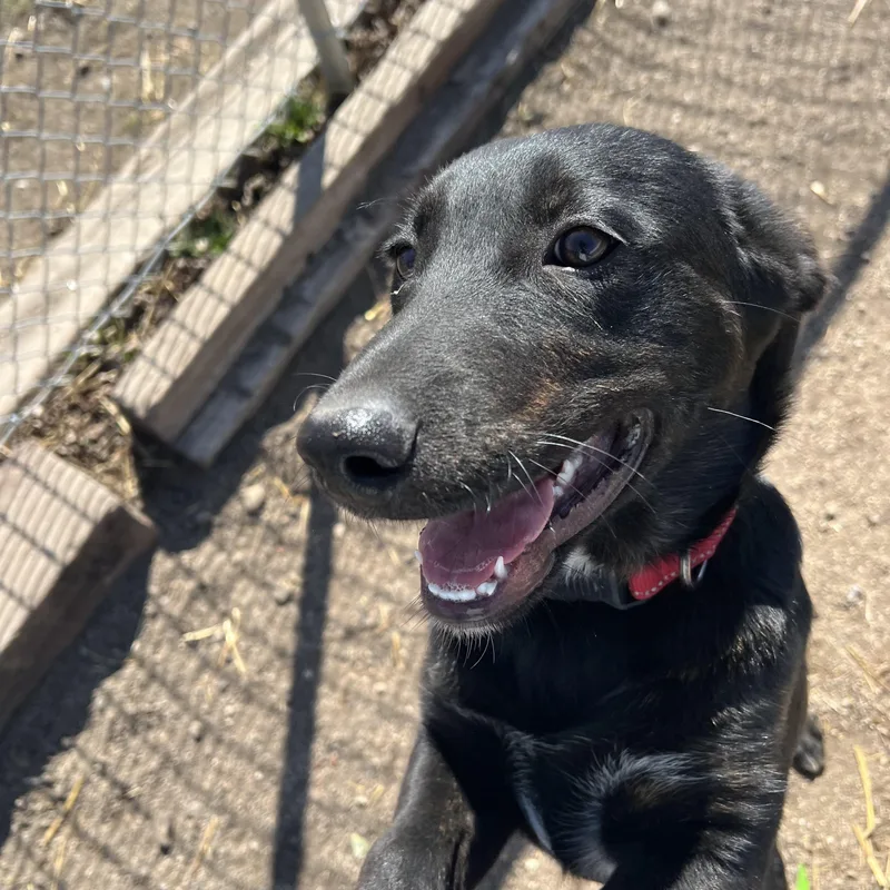 Checkers thumbnail 6