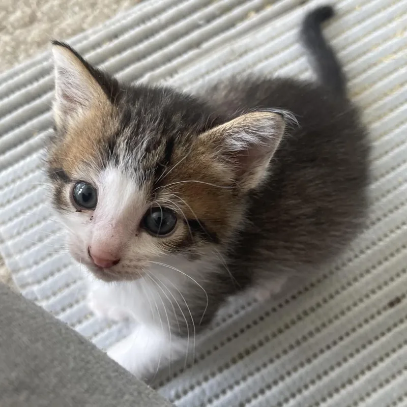 A baby small-sized male Brown / Chocolate Domestic Short Hair cat named Carter for adoption in Troy, IL