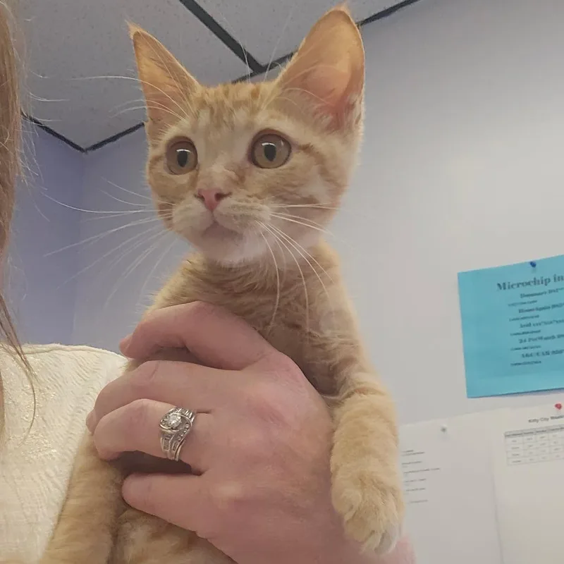 A baby small-sized male Orange / Red Domestic Short Hair cat named Fred for adoption in Spokane, WA