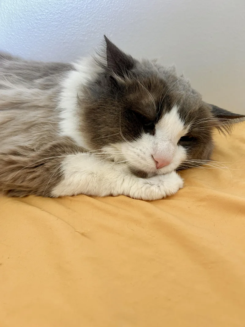 An adult large-sized male Ragdoll cat named Knick for adoption in Lancaster, PA