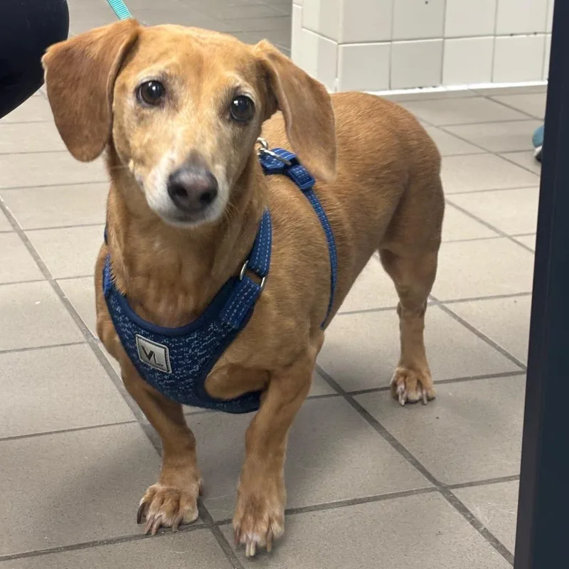 An adult medium-sized male Yellow / Tan / Blond / Fawn Dachshund dog named Buddy for adoption in Marshalltown, IA