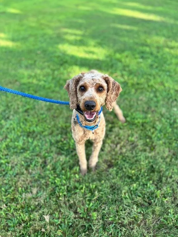 An adult medium-sized male Red / Chestnut / Orange Goldendoodle dog named Rex for adoption in Aiken, SC