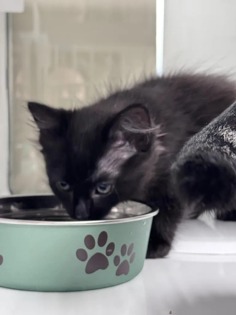 A baby small-sized female Domestic Long Hair cat named Nyx for adoption in Saint Paul, MN