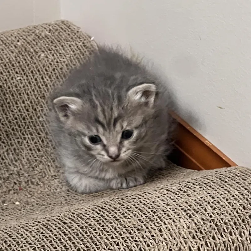 A baby small-sized female Gray / Blue / Silver Domestic Short Hair cat named Chelsea for adoption in Bristol, IN